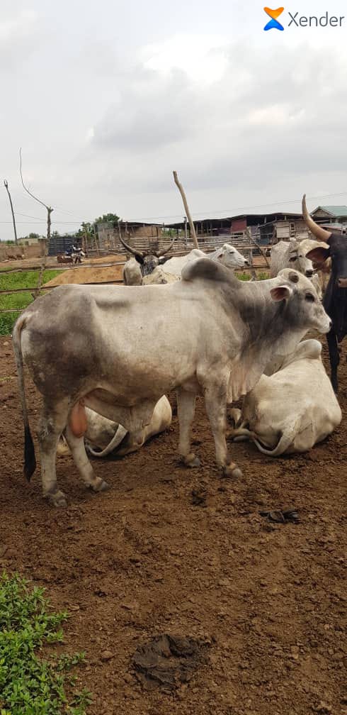 Cow